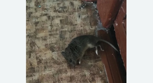 Дезинфекция от мышей в Шарыпово